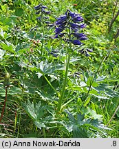 Delphinium oxysepalum (ostróżka tatrzańska)