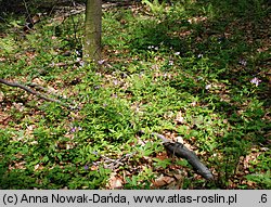 Dentaria bulbifera (żywiec cebulkowy)