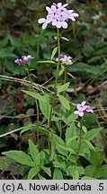 Dentaria bulbifera (żywiec cebulkowy)