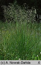 Deschampsia cespitosa (śmiałek darniowy)