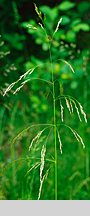 Deschampsia cespitosa (śmiałek darniowy)