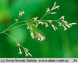 Deschampsia cespitosa (śmiałek darniowy)