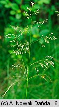 Deschampsia cespitosa (śmiałek darniowy)