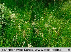 Deschampsia cespitosa (śmiałek darniowy)