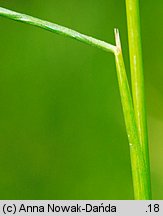 Deschampsia cespitosa (śmiałek darniowy)