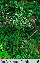 Deschampsia caespitosa