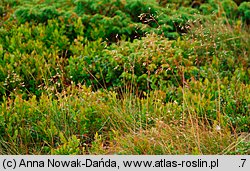 Deschampsia flexuosa (śmiałek pogięty)