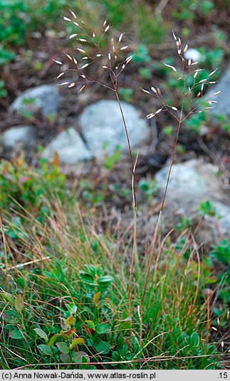 Deschampsia flexuosa (śmiałek pogięty)