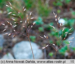 Deschampsia flexuosa (śmiałek pogięty)