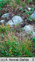 Deschampsia flexuosa (śmiałek pogięty)