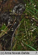 Deschampsia flexuosa (śmiałek pogięty)