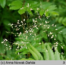 Deschampsia flexuosa (śmiałek pogięty)