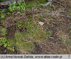 Deschampsia flexuosa (śmiałek pogięty)