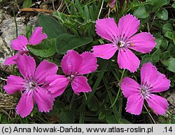 Dianthus glacialis (goździk lodowcowy)