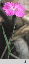 Dianthus nitidus (goździk lśniący)