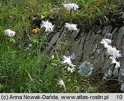 Dianthus plumarius ssp. praecox (goździk postrzępiony wczesny)