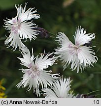 Dianthus plumarius ssp. praecox (goździk postrzępiony wczesny)