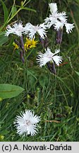 Dianthus plumarius ssp. praecox (goździk postrzępiony wczesny)