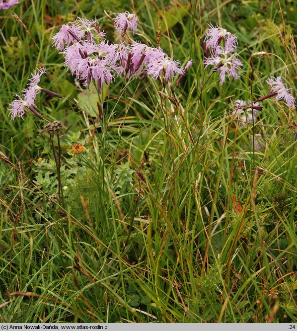 Dianthus speciosus (goździk okazały)