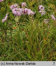 Dianthus speciosus (goździk okazały)