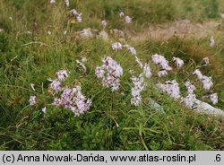 Dianthus speciosus (goździk okazały)