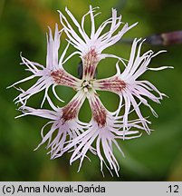 Dianthus speciosus (goździk okazały)