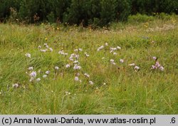 Dianthus speciosus (goździk okazały)