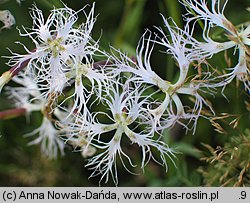 Dianthus superbus ssp. superbus (goździk pyszny)