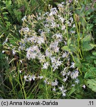 Dianthus superbus ssp. superbus (goździk pyszny)