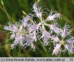 Dianthus superbus ssp. superbus (goździk pyszny)