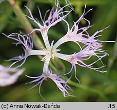 Dianthus superbus ssp. superbus (goździk pyszny)