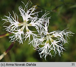 Dianthus superbus ssp. superbus (goździk pyszny)