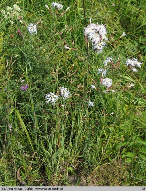 Dianthus superbus ssp. superbus (goździk pyszny)