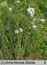 Dianthus superbus ssp. superbus (goździk pyszny)