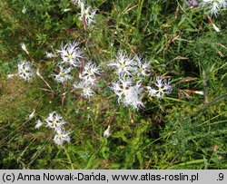 Dianthus superbus ssp. superbus (goździk pyszny)