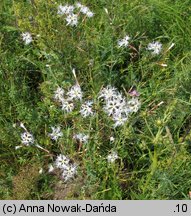 Dianthus superbus ssp. superbus (goździk pyszny)