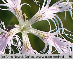 Dianthus superbus ssp. superbus (goździk pyszny)