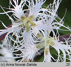 Dianthus superbus ssp. superbus (goździk pyszny)