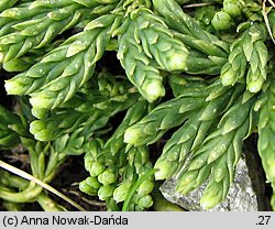 Diphasiastrum alpinum (widlicz alpejski)