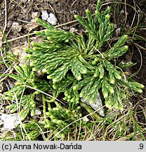 Diphasiastrum alpinum (widlicz alpejski)