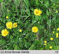 Doronicum clusii