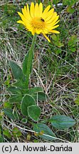 Doronicum clusii