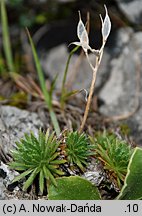 Draba aizoides (głodek mrzygłód)