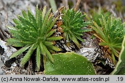 Draba aizoides (głodek mrzygłód)