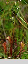 Drosera anglica