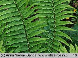 Dryopteris affinis agg. (nerecznica mocna agg.)