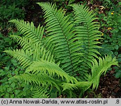 Dryopteris affinis agg. (nerecznica mocna agg.)