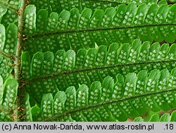 Dryopteris affinis agg. (nerecznica mocna agg.)