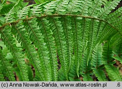 Dryopteris affinis agg. (nerecznica mocna agg.)