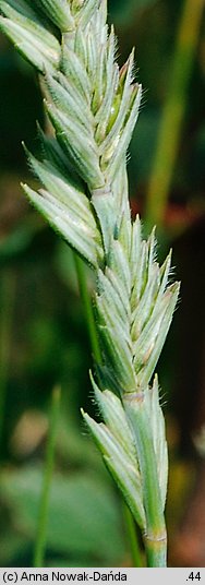 Elymus hispidus ssp. barbulatus